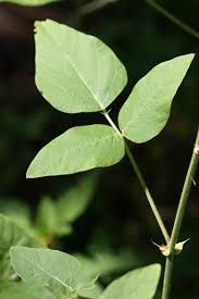 Image result for Desmodium tortuosum