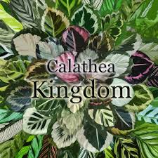 Калатея (calathea) — уход в домашних условиях. Calathea Kingdom Posts Facebook