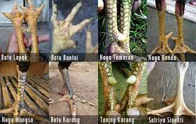 Bentuk dan model kaki ayam petarung pukul saraf/ko : Mengenal Bentuk Sisik Kaki Ayam Bangkok Dan Kelebihannya Ayam Bangkok Hewan