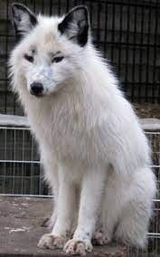 Red Pyrofox Request For Georgian White Foxes D Fox Breeds Domestic Fox Pet Fox
