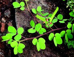 Image result for Chamaecrista absus