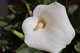 Per arredare la vostra casa con gusto e originalità usate quello che trovate in casa per trasformarlo in un simpatico vaso da riempire di fiori. Come Coltivare La Calla In Vaso Per Regalarci Bellissime Fioriture