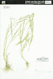 Image result for Echinochloa brevipedicellata