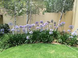 Image result for Grewia praecox