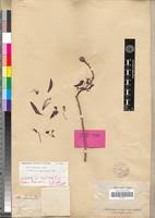 Image result for Crateranthus