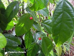 Image result for Heisteria