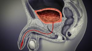 Image result for Bladder Anatomy