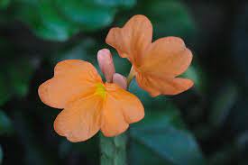 Mahanandi Goddess Of The Garden Kanakambaram Garden Flowers Hibiscus