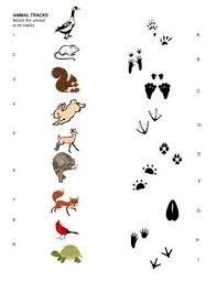 Animal Tracks Matching Sheet For Pre K Kindergarten 1st 2nd Animal Tracks Winter Animals Animal Footprints