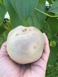 Image result for Dioscorea minutiflora