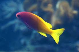 Black And Yellow Fish Little Pink And Yellow Fish Yellow Fish Fish Fish Pet