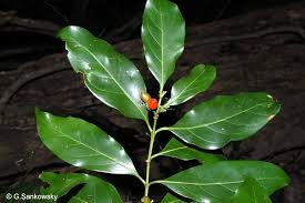 Image result for Aidia