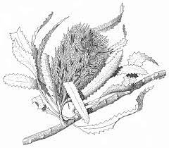 Banksia Serrata Pen Ink Drawing By John Armstrong 1988 Ink Pen Drawings Drawings Botanical Drawings