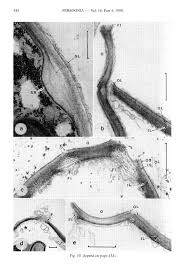 PERSOON IA Published by RiJkshcrbanum I Honus Botnnicus. Leiden Volume 16.  Part 4. pp. 425-469 (1998) RECONSIDERATION OF RELATIO