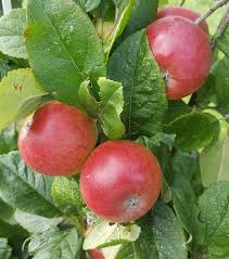 We did not find results for: Woolbrook Pippin Apple Tree 20 00 Dessert Apples Late Season Apple Trees And Fruit Trees For Sale Buy At Competitive Prices With Wholesale Discounts