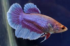 This koi plakat is the new strain. A 71 Imported Purple Butterfly Halfmoon Female Betta Fish Betta Fish Betta Fish