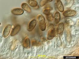 Image result for Pycnobotrya