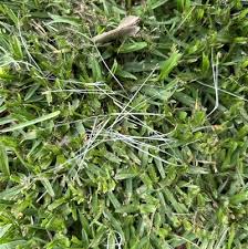 Image result for Cenchrus clandestinus