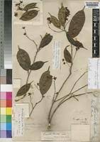 Image result for Rhabdophyllum arnoldianum