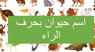 20 حيوان بحرف الراء ومعلومات عن كل حيوان يبدأ بحرف ر م س و د ة