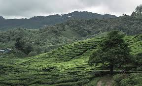 How big is the boh tea plantation in cameron highlands? Hd Wallpaper Malaysia Cameron Highlands Tea Plantation Tree Trees Malasia Wallpaper Flare