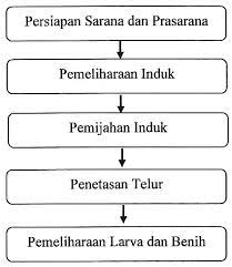 Sistem Produksi Pembenihan Ikan Hias