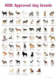 types of pets allowed in hdb dog breeds list dog breeds