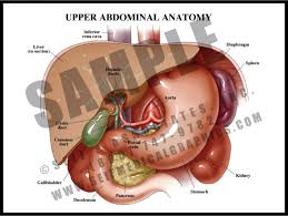 Abdominal cavity, largest hollow space of the body. Upper Abdominal Anatomy S A Medical Graphics