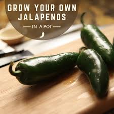 During the longest hottest days of summer, that may be every day. How To Grow Jalapenos In A Pot Or Container From Seed Dengarden