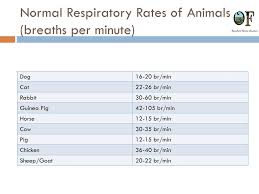 Resting respiratory rate (rrr) is the rate of breathing when a patient is calm but awake; Respiratory System Ppt Download