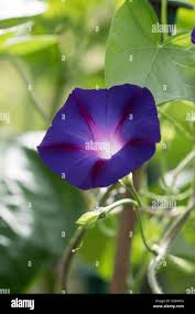 Image result for Ipomoea tricolor