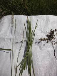 Image result for Eleocharis acutangula