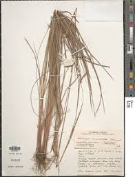Image result for Andropogon canaliculatus