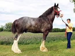 Answered 5 years ago · author has 6.7k answers and 17.3m answer views the breed standard for clydesdales cites 16 to 18 hands, with some horses exceeding 18 hands high. A Collection Of Draft Horses To Make You Swoon
