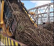 Print this news article