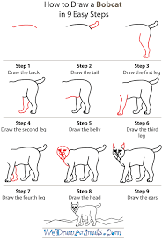 How To Draw A Bobcat Big Cats Art Draw Animals For Kids Animal Drawings