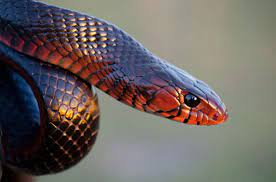 The Eastern Indigo Snake Drymarchon Corais Couperi Is A Large Black Non Venomous Snake Found In The Southeastern United State Snake Reptiles Reptile Snakes