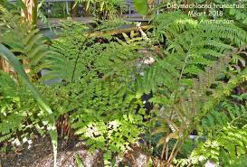 Image result for Didymochlaena