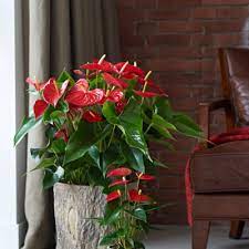 Flamingo Flower Lifespan Best Flower Wallpaper