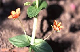 Image result for Myrsinaceae