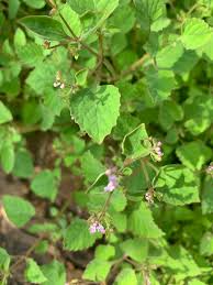 Image result for Aeollanthus neglectus