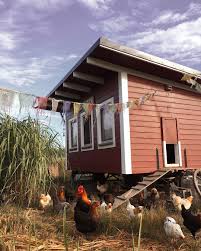 Jeden Tag Ein Ei Wer Huhner Im Garten Halten Mochte Sollte Sich An Einige Regeln Und Gesetze Halten Dann Sind Huhner U In 2020 Huhner Im Garten Huhner Huhner Rassen