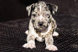 xxl american bully xxl luxor bullys merle puppy bully xxl american bully puppies