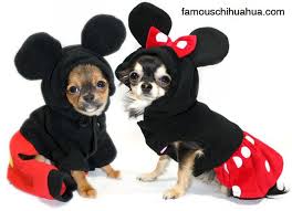  And Our Halloween Costume Contest Winner Is Chihuahua Lady Gaga Kostum Anjing Pakaian Anjing Binatang Lucu