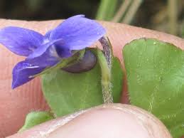 Image result for Viola eminii