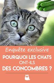 Faire peur à un chat sur une voiture / scare a cat on a car. Epingle Sur Chats 01 A Savoir