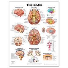 Anatomical Charts Basic Anatomy Nervous System Chart Model 928199