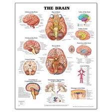 Anatomical Charts Basic Anatomy Nervous System Chart Model 928199