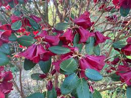 Image result for Olax pentandra