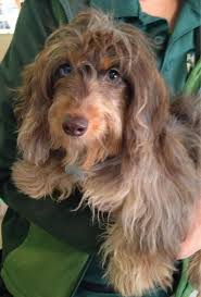 Soft Wire Haired Dachshund Google Search Wire Haired Dachshund Dachshund Puppy Long Haired Dachshund